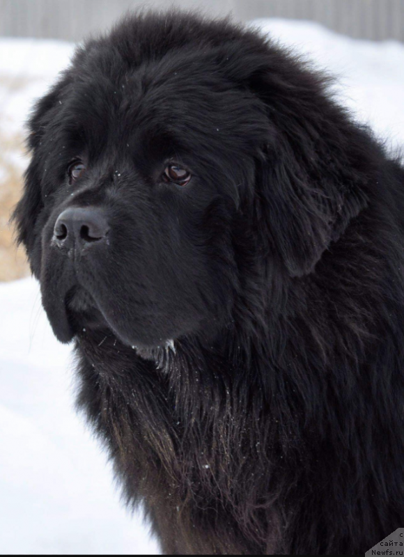 Фото: ньюфаундленд Kiper Soul Uitni H'yuston (Кипер Соул Уитни Хьюстон)