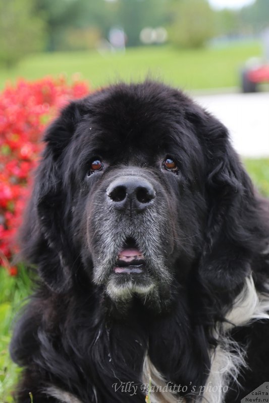 Фото: ньюфаундленд Starbimovlav Gardemarin (Старбимовлав Гардемарин)