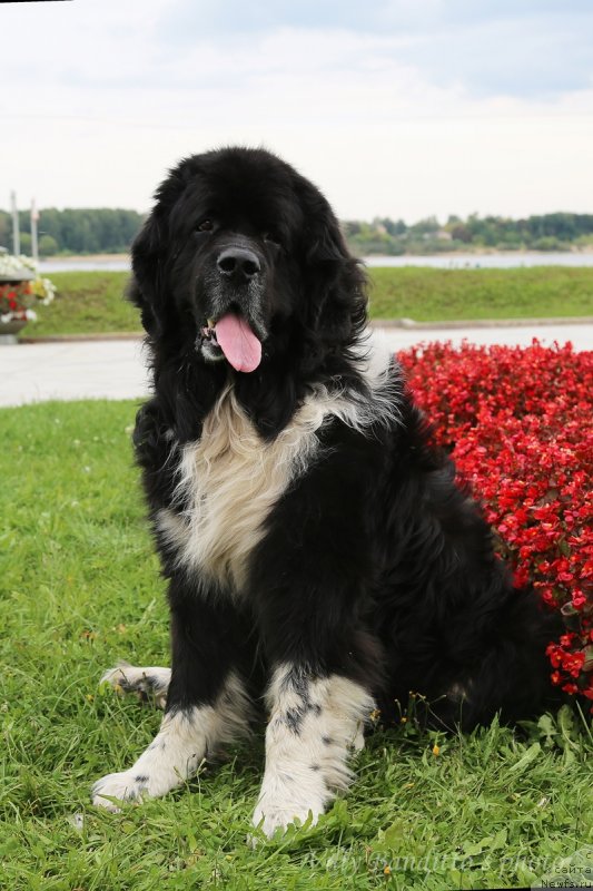 Фото: ньюфаундленд Starbimovlav Gardemarin (Старбимовлав Гардемарин)