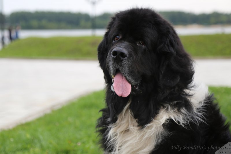 Фото: ньюфаундленд Starbimovlav Gardemarin (Старбимовлав Гардемарин)
