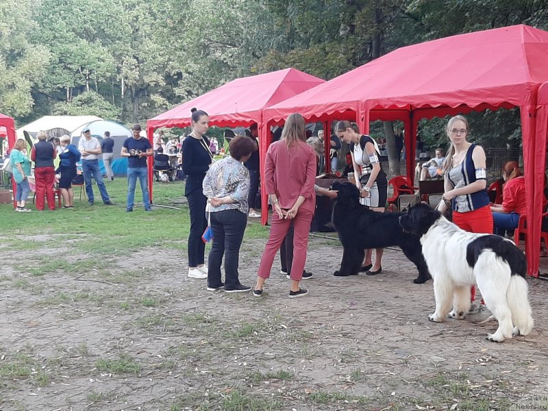 Фото: ньюфаундленд Richchi s Berega Dona (Риччи с Берега Дона), Anastasiya Kireeva (Анастасия Киреева)