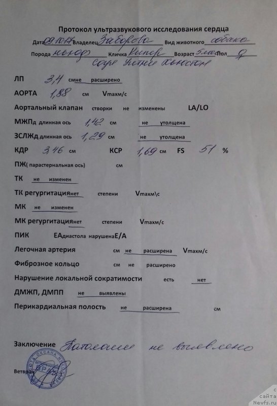 Фото: ньюфаундленд Kiper Soul Uitni H'yuston (Кипер Соул Уитни Хьюстон)