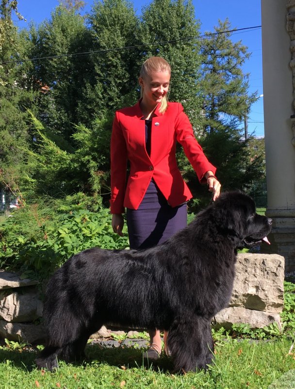 Фото: ньюфаундленд Smigar Glade Spring (Смигар Глейд Спринг)