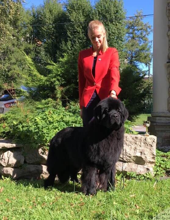 Фото: ньюфаундленд Smigar Glade Spring (Смигар Глейд Спринг)