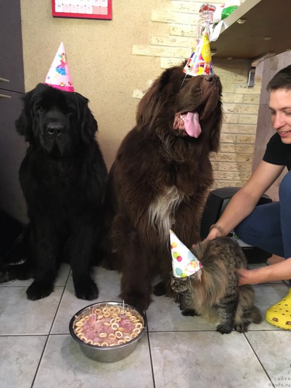 Фото: ньюфаундленд Brownblood MSK Abrams-Strong (Браунблад МСК Абрамс-Стронг), ньюфаундленд Chernaya Mafia Beauty Beyond Senses (Черная Мафия Беауту Беуонд Сенсес)