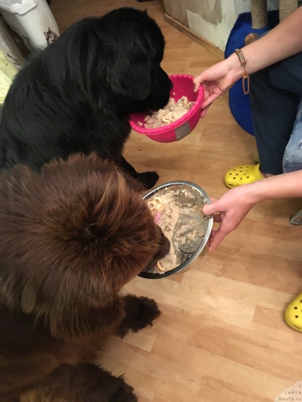 Фото: ньюфаундленд Brownblood MSK Abrams-Strong (Браунблад МСК Абрамс-Стронг), ньюфаундленд Chernaya Mafia Beauty Beyond Senses (Черная Мафия Беауту Беуонд Сенсес)