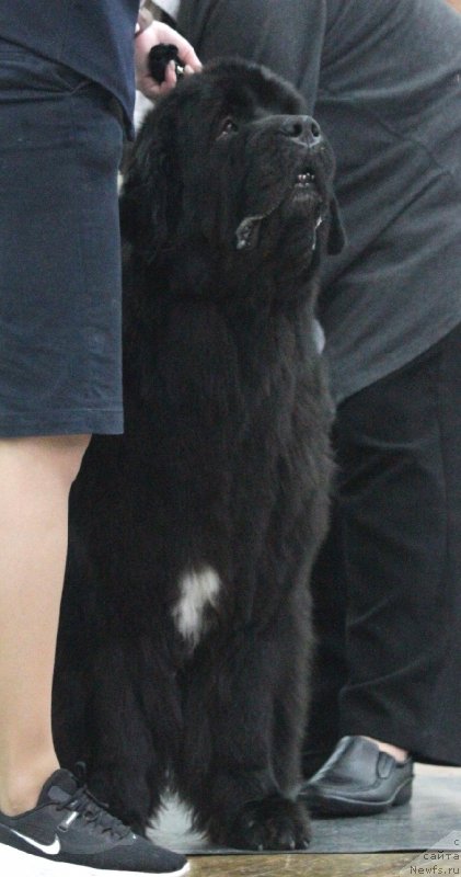 Фото: ньюфаундленд Belkonder-Club Jamaica Blue Mountin (Белкондер-Клаб Ямайка Блю Маунтин)