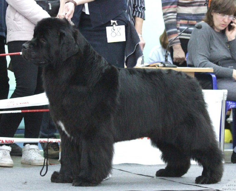 Фото: ньюфаундленд Belkonder-Club Jamaica Blue Mountin (Белкондер-Клаб Ямайка Блю Маунтин)