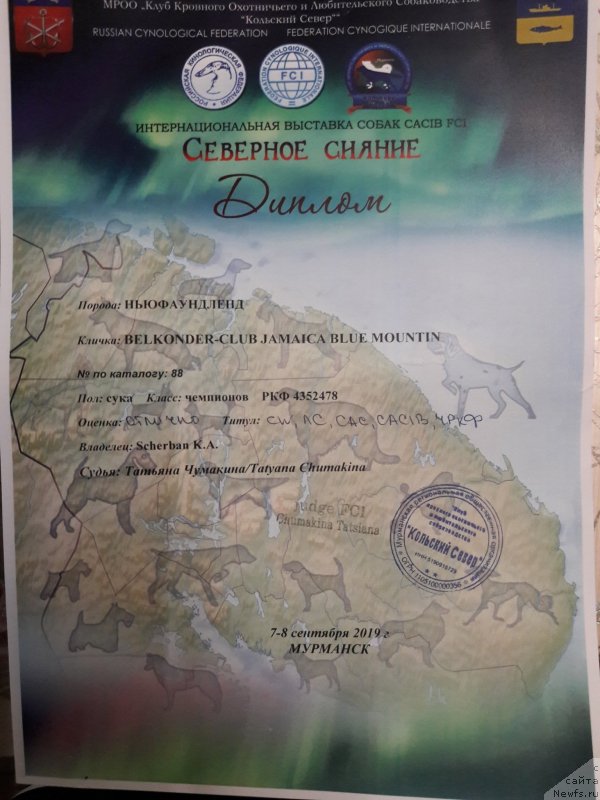 Фото: ньюфаундленд Belkonder-Club Jamaica Blue Mountin (Белкондер-Клаб Ямайка Блю Маунтин)