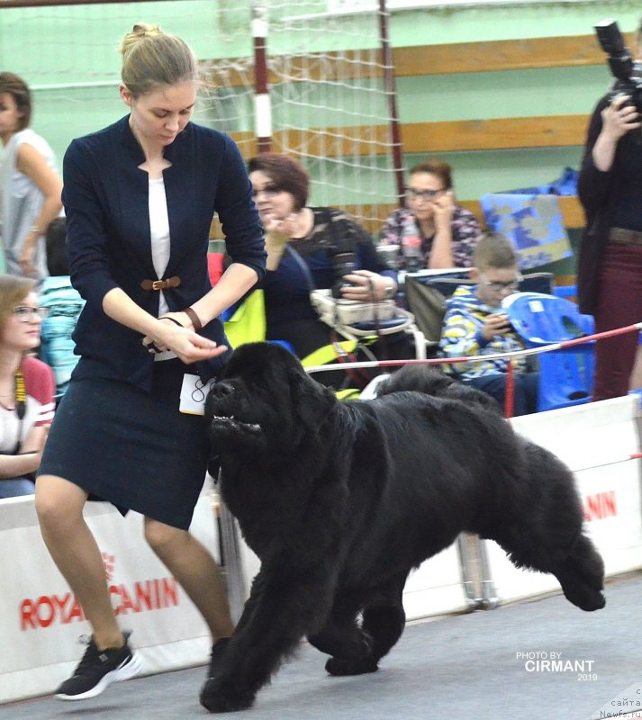 Фото: ньюфаундленд Belkonder-Club Jamaica Blue Mountin (Белкондер-Клаб Ямайка Блю Маунтин)
