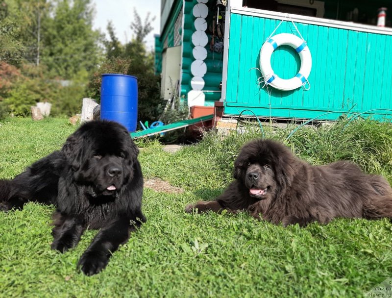 Фото: ньюфаундленд Richchi s Berega Dona (Риччи с Берега Дона), ньюфаундленд Melty Wave Marine Tifeya (Мелти Вейв Марин Тифея)