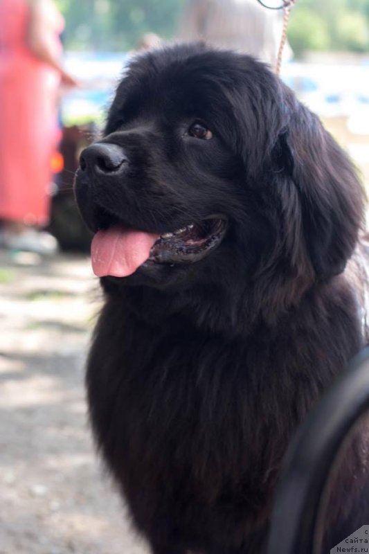 Фото: ньюфаундленд Velyke Malyatko Kupava v Ochereti