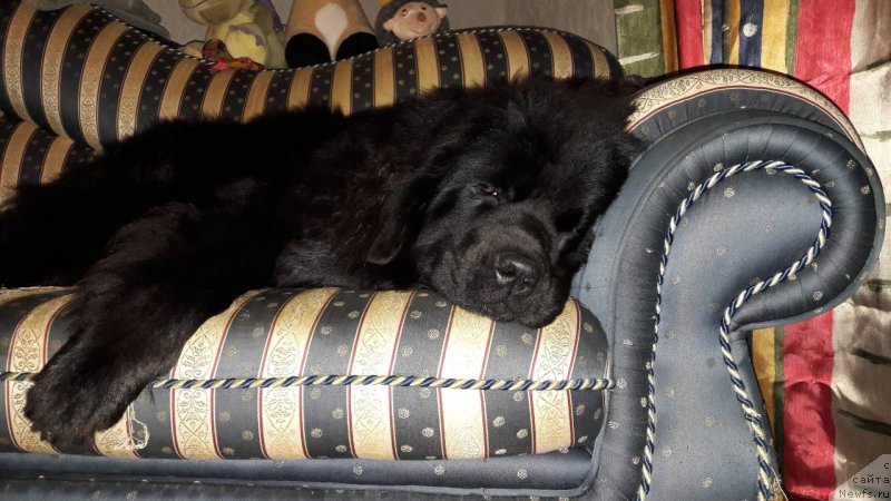 Фото: ньюфаундленд Velyke Malyatko Kupava v Ochereti