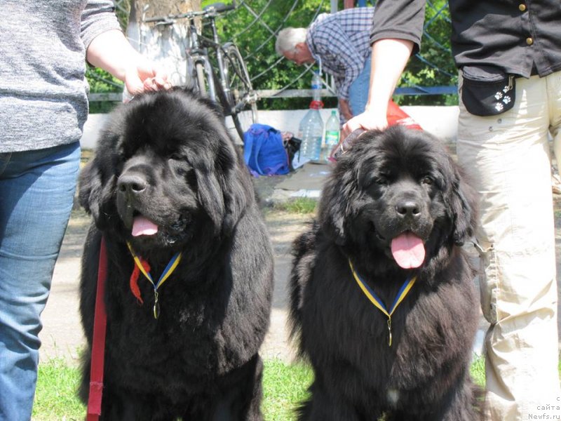 Фото: ньюфаундленд Ali Royal Mascot, ньюфаундленд Velyke Malyatko Kupava v Ochereti