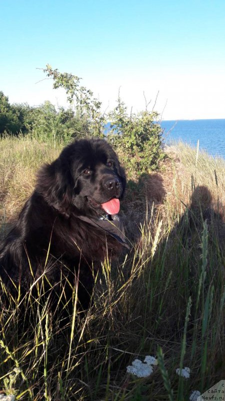 Фото: ньюфаундленд Velyke Malyatko Kupava v Ochereti