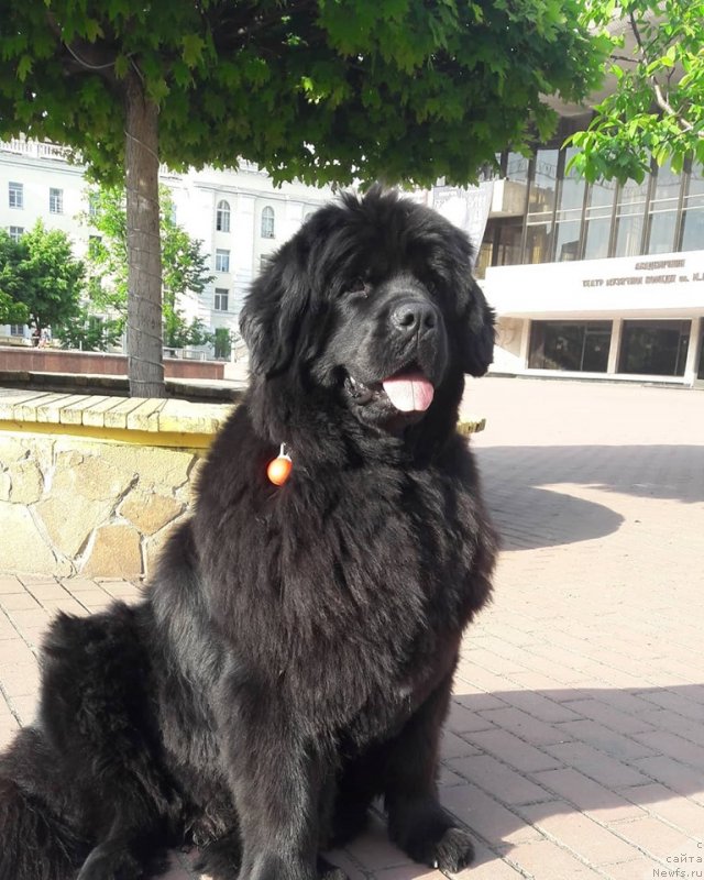 Фото: ньюфаундленд Velyke Malyatko Kupava v Ochereti