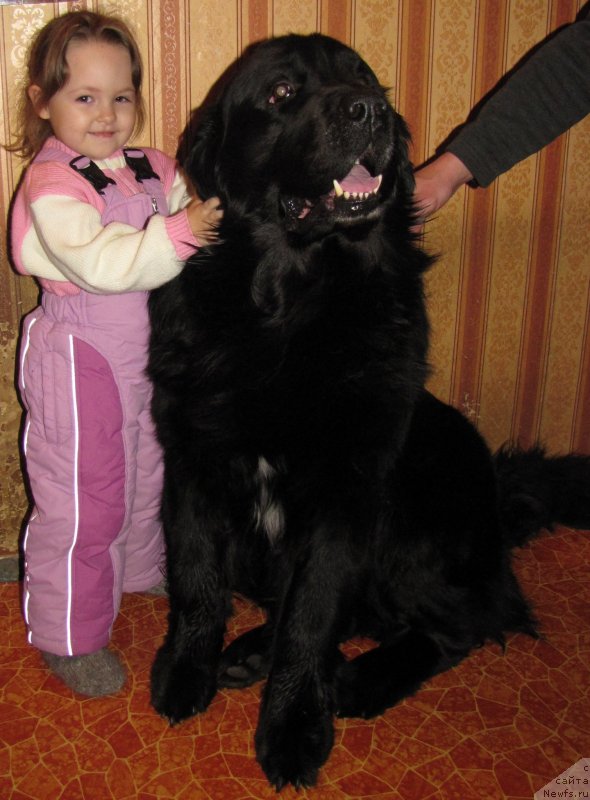 Фото: ньюфаундленд Super Bizon Villi Vanilli (Супер Бизон Вилли Ванилли)