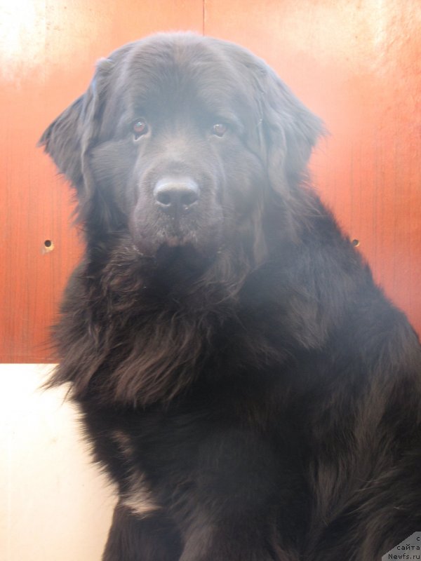 Фото: ньюфаундленд Super Bizon Villi Vanilli (Супер Бизон Вилли Ванилли)