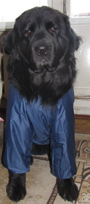 Фото: ньюфаундленд Super Bizon Villi Vanilli (Супер Бизон Вилли Ванилли)