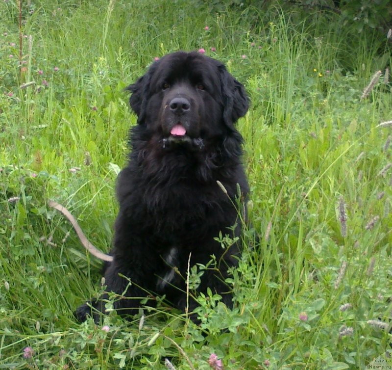 Фото: ньюфаундленд Super Bizon Villi Vanilli (Супер Бизон Вилли Ванилли)