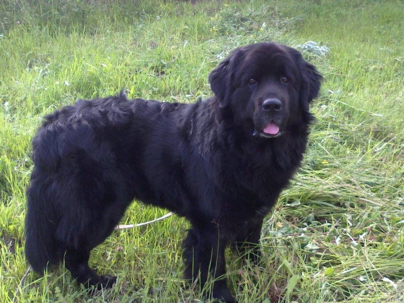 Фото: ньюфаундленд Super Bizon Villi Vanilli (Супер Бизон Вилли Ванилли)