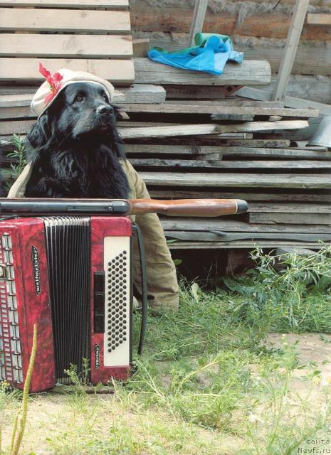 Фото: ньюфаундленд Dul'sineya (Дульсинея)