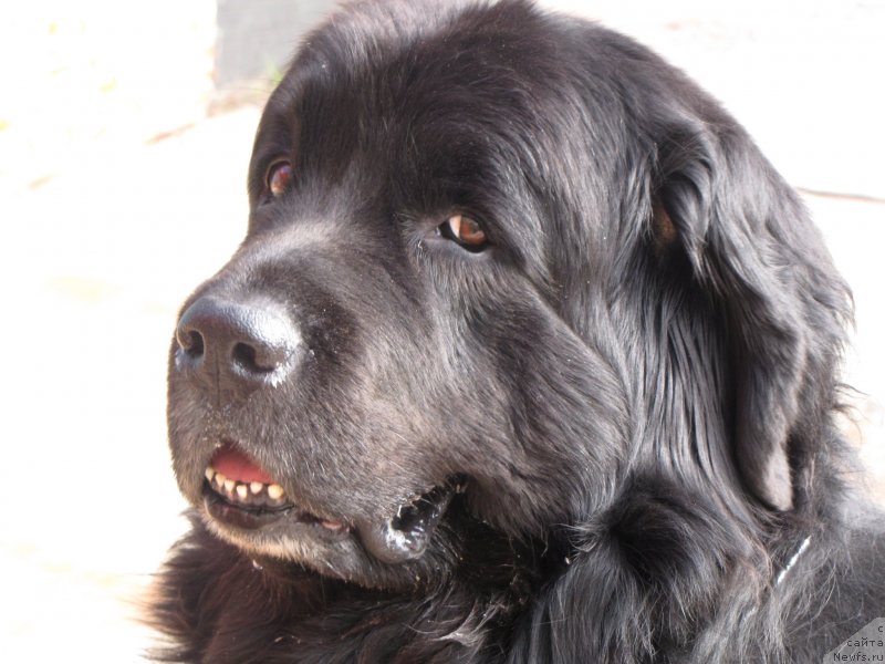 Фото: ньюфаундленд Super Bizon Villi Vanilli (Супер Бизон Вилли Ванилли)