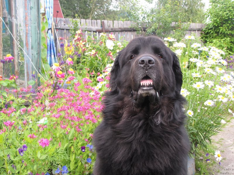 Фото: ньюфаундленд Super Bizon Villi Vanilli (Супер Бизон Вилли Ванилли)