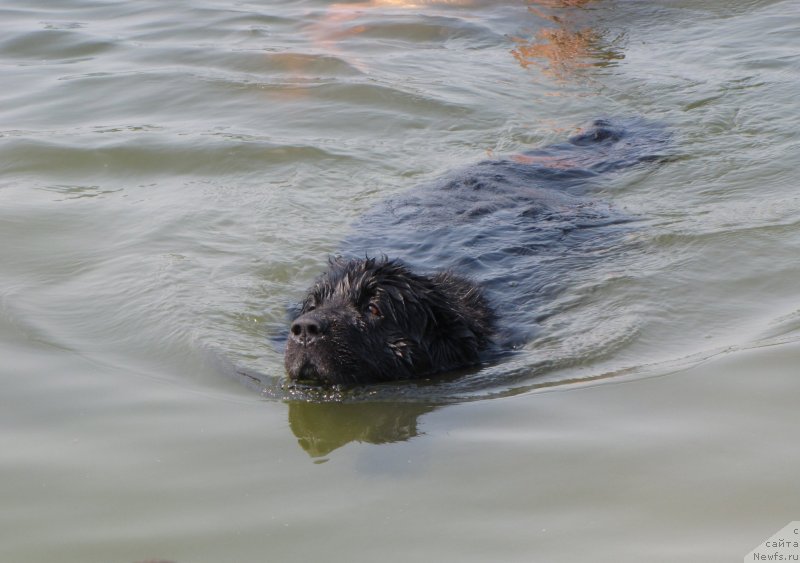 Фото: ньюфаундленд Super Bizon Villi Vanilli (Супер Бизон Вилли Ванилли)
