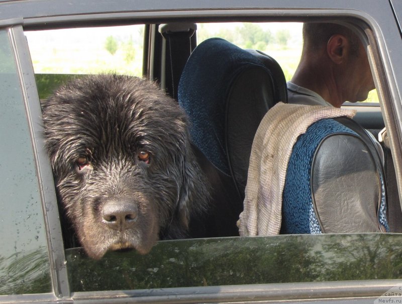 Фото: ньюфаундленд Super Bizon Villi Vanilli (Супер Бизон Вилли Ванилли)