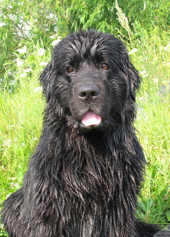 Фото: ньюфаундленд Super Bizon Villi Vanilli (Супер Бизон Вилли Ванилли)