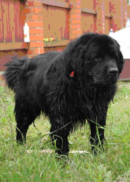 Фото: ньюфаундленд Kazanova Bol'shoy Drug (Казанова Большой Друг)