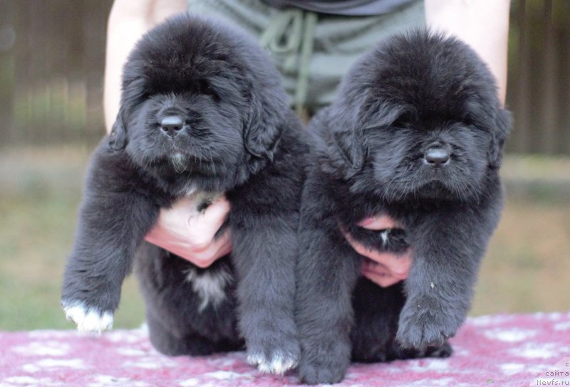 Фото: ньюфаундленд Eclipseofthemoon Newfoundlandhills Newfoundlandhills