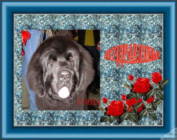 Фото: ньюфаундленд Giacomo vom Darius Land