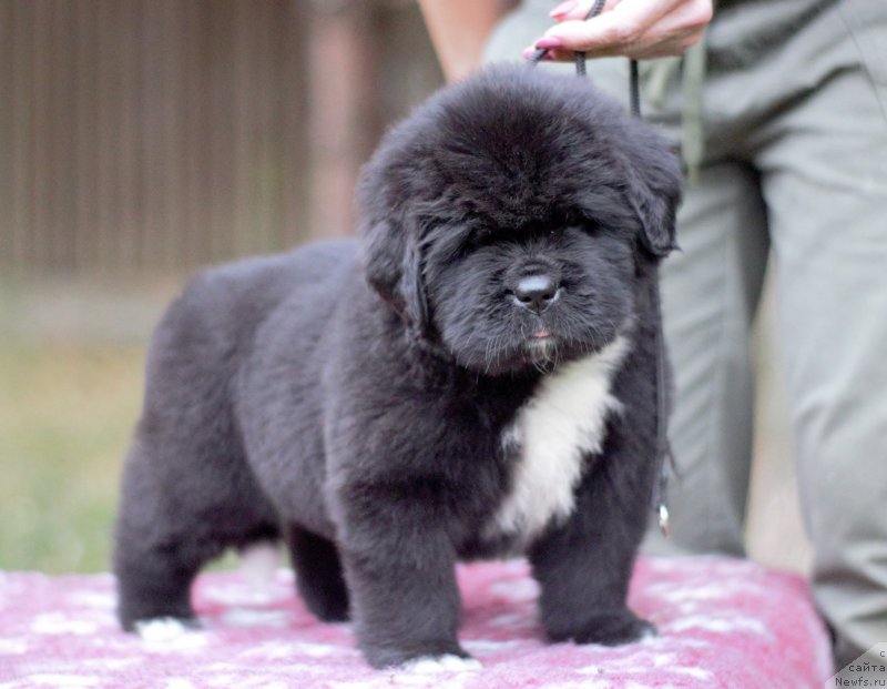 Фото: ньюфаундленд Eclipseofthemoon Newfoundlandhills Newfoundlandhills