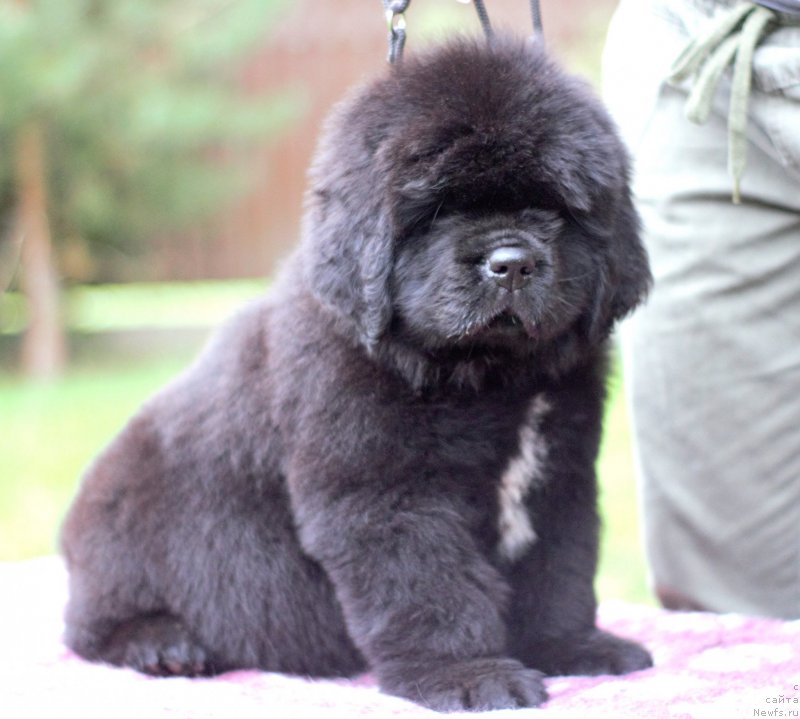 Фото: ньюфаундленд Mollybrooks The Mark of Grace