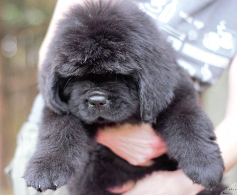 Фото: ньюфаундленд Mollybrooks The Mark of Grace