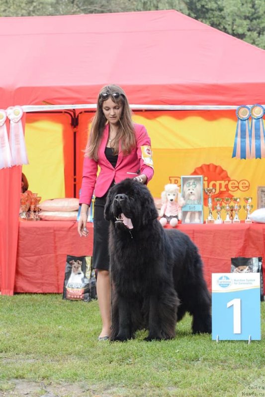 Фото: ньюфаундленд Stealbears Boston (Стеалбеарс Бостон)