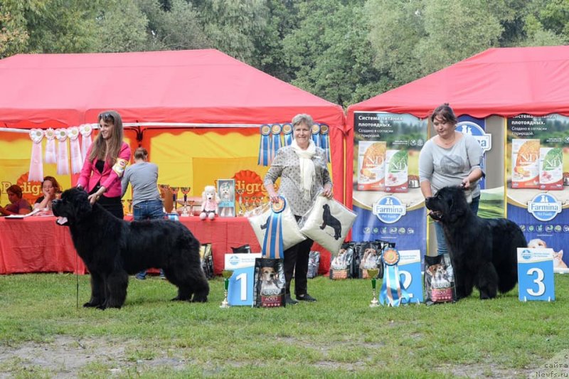 Фото: ньюфаундленд Stealbears Boston (Стеалбеарс Бостон)