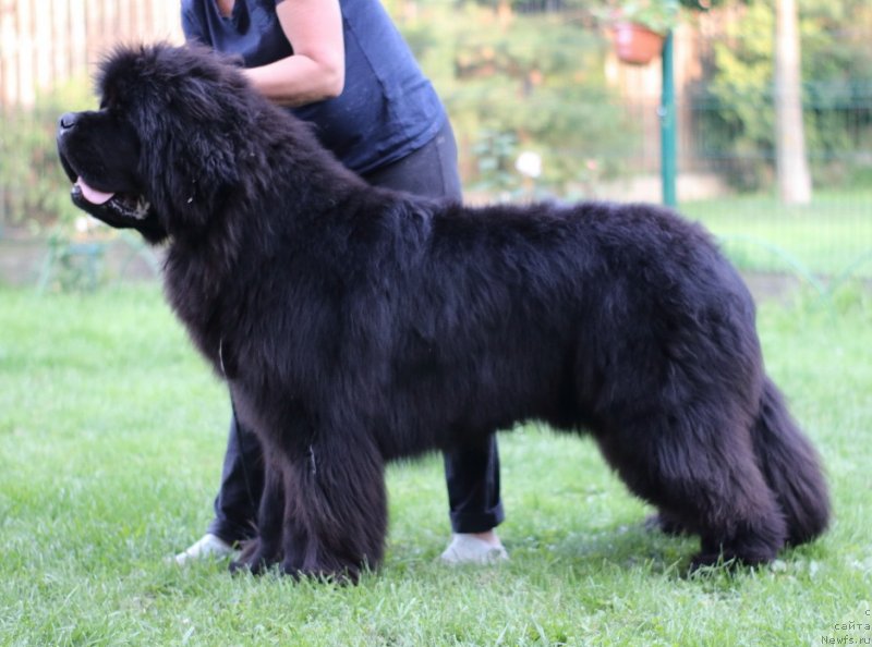 Фото: ньюфаундленд Stealbears Boston (Стеалбеарс Бостон)