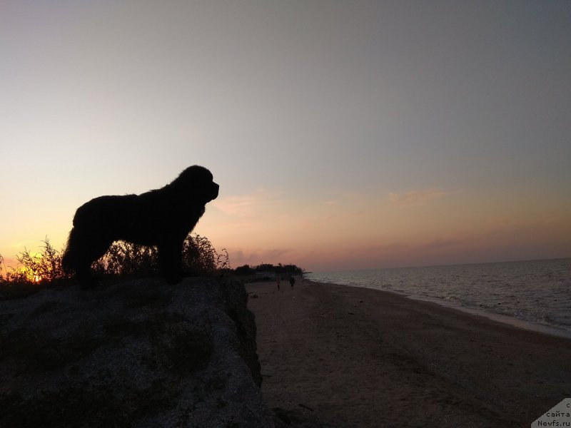 Фото: ньюфаундленд Chernyj Chank s Berega Dona (Черный Чанк с Берега Дона)