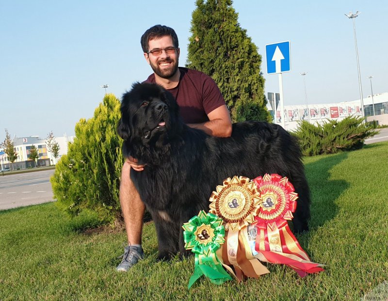 Фото: ньюфаундленд Aquatoriya Kelvin Navigator (Акватория Келвин Навигатор), Mihail Kopyitenko (Михаил Копытенко)
