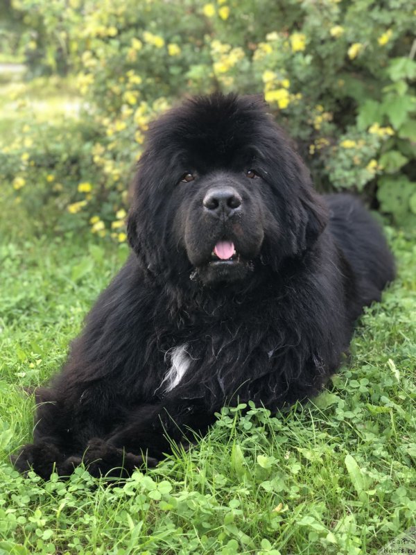 Фото: ньюфаундленд Firefox del Valle Largo