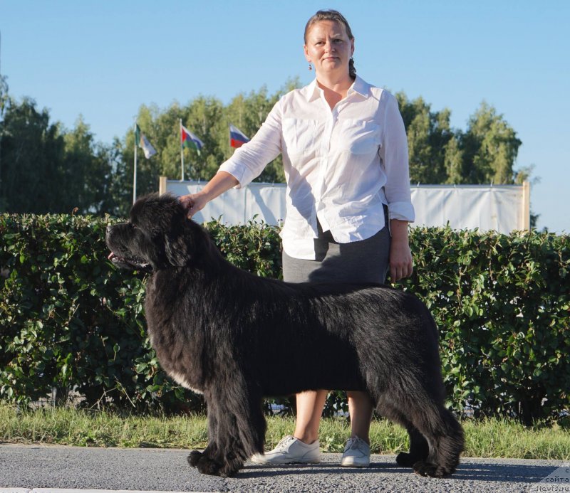 Фото: ньюфаундленд Firefox del Valle Largo