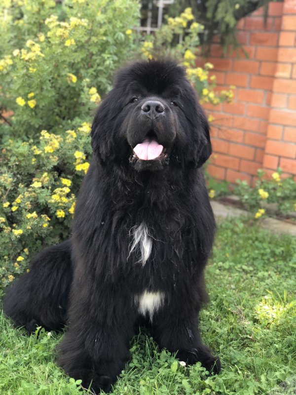 Фото: ньюфаундленд Firefox del Valle Largo