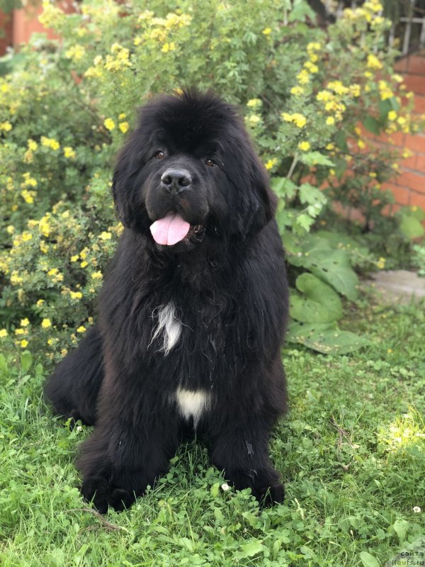 Фото: ньюфаундленд Firefox del Valle Largo