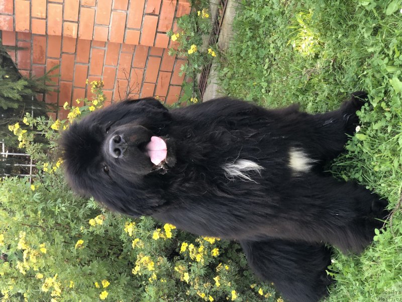 Фото: ньюфаундленд Firefox del Valle Largo