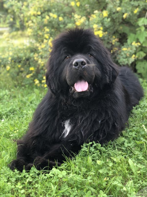 Фото: ньюфаундленд Firefox del Valle Largo