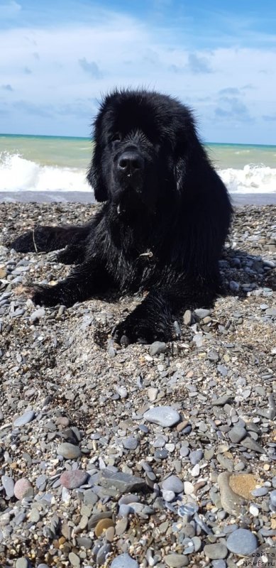 Фото: ньюфаундленд Smigar Glen Ellen (Смигар Глен Эллен)