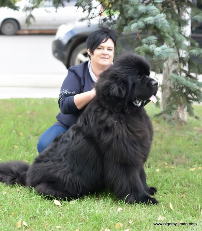 Фото: ньюфаундленд Darkflight Maryland (Даркфлайт Мэриленд), ньюфаундленд Darkflight Maryland (Даркфлайт Мэриленд), YAnina Romanovskaya (Янина Романовская)
